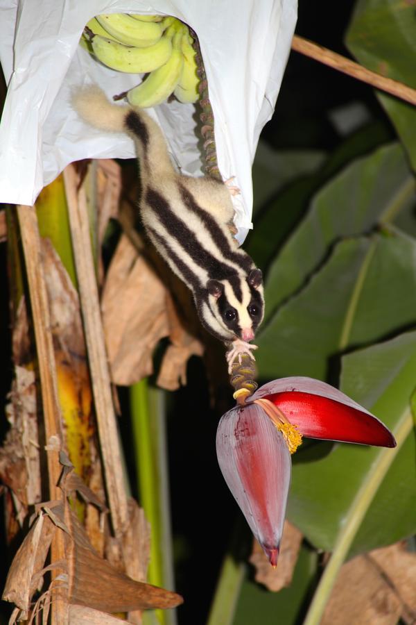 Kuranda Ngorongoro Lodge Екстер'єр фото